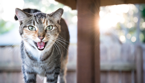How to Shoot a Cat (and Other Living Creatures)