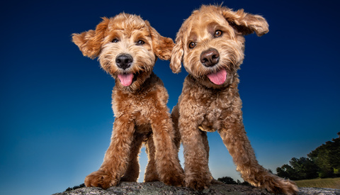 How One Self-Proclaimed Dogtographer Uses Her Camera to Change Lives