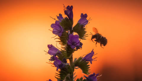 How to Capture Stunning Spring Flower Photos