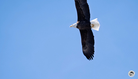 Testing the Limits of the Sony FE 400-800mm f/6.3-8 G OSS Lens