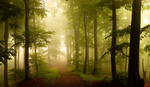 Mastering Foggy Forest Photography: A Simple Approach